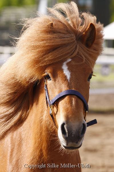 Lif von Heidmoor (4).JPG